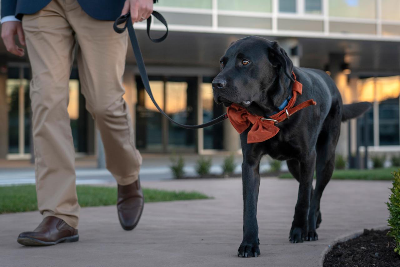 Peppers Silo Hotel Launceston Ngoại thất bức ảnh A service dog
